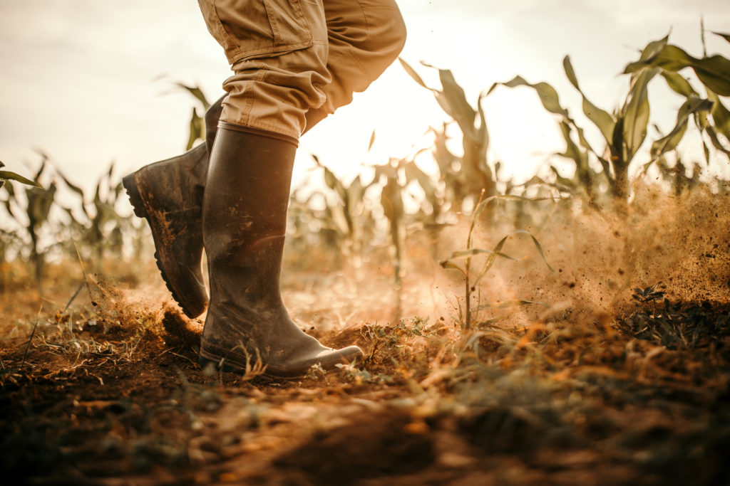 A farmer walks through a young corn field wearing boots
