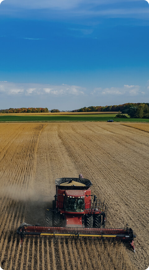 red combine harvests a field of soy