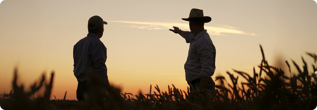 two farmers in a wheat field discuss harvest strategy